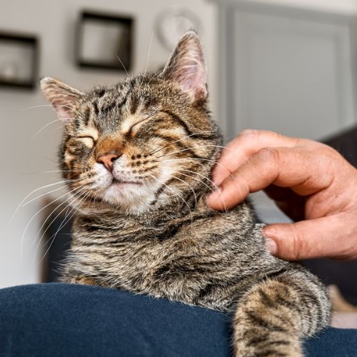 a cat sitting on a person leg A person petting a cat on their lap
