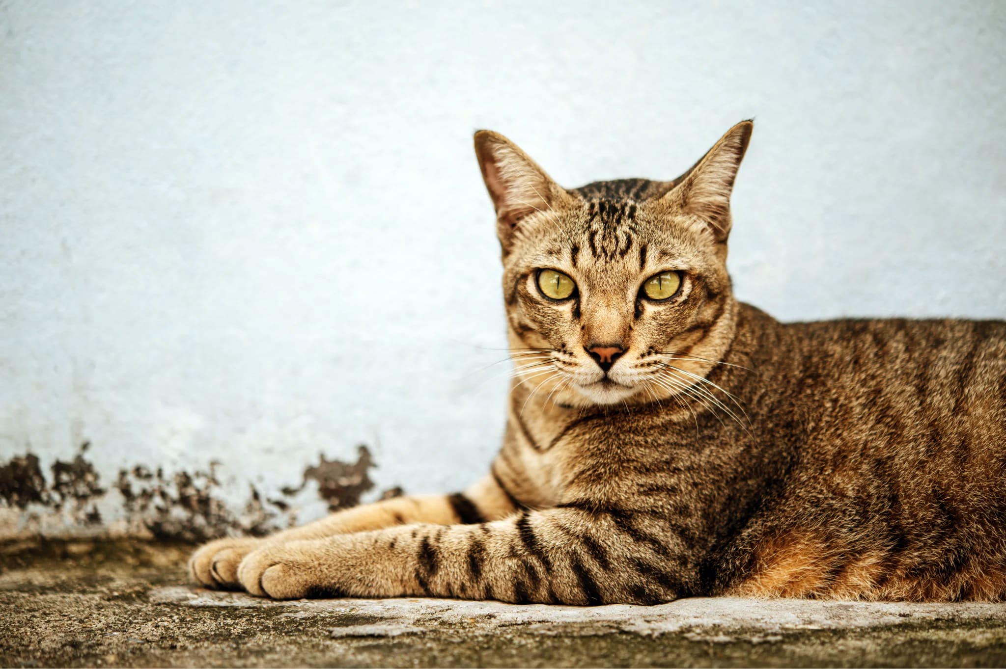 A long-haired cat rests comfortably on a soft blanket