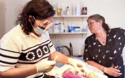 Dr. Kelly’s New Electrochemotherapy Machine Offers Hope for Pets with Cancer