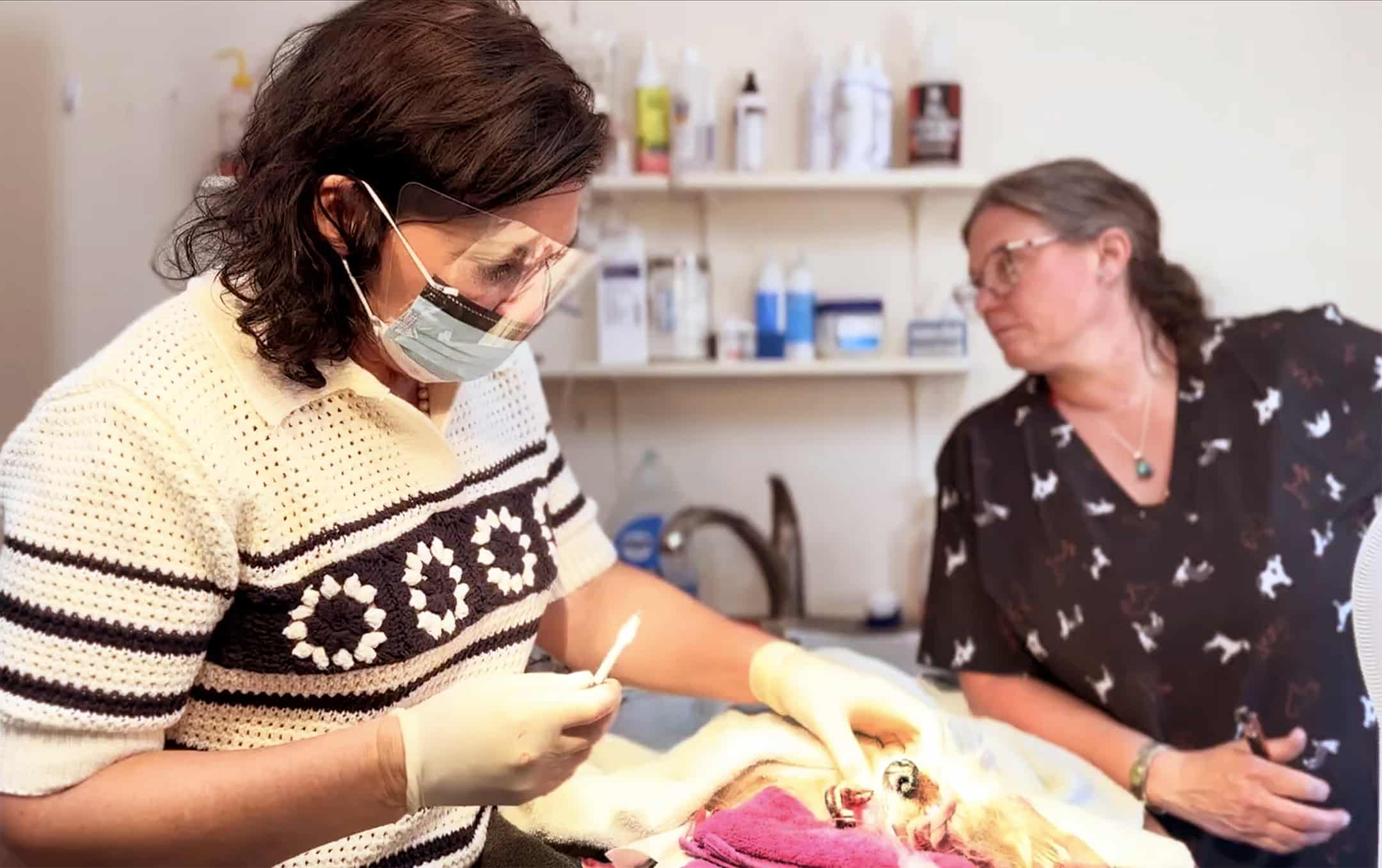 Electrochemotherapy For Pets: Dr. Kelly's Advanced Treatment