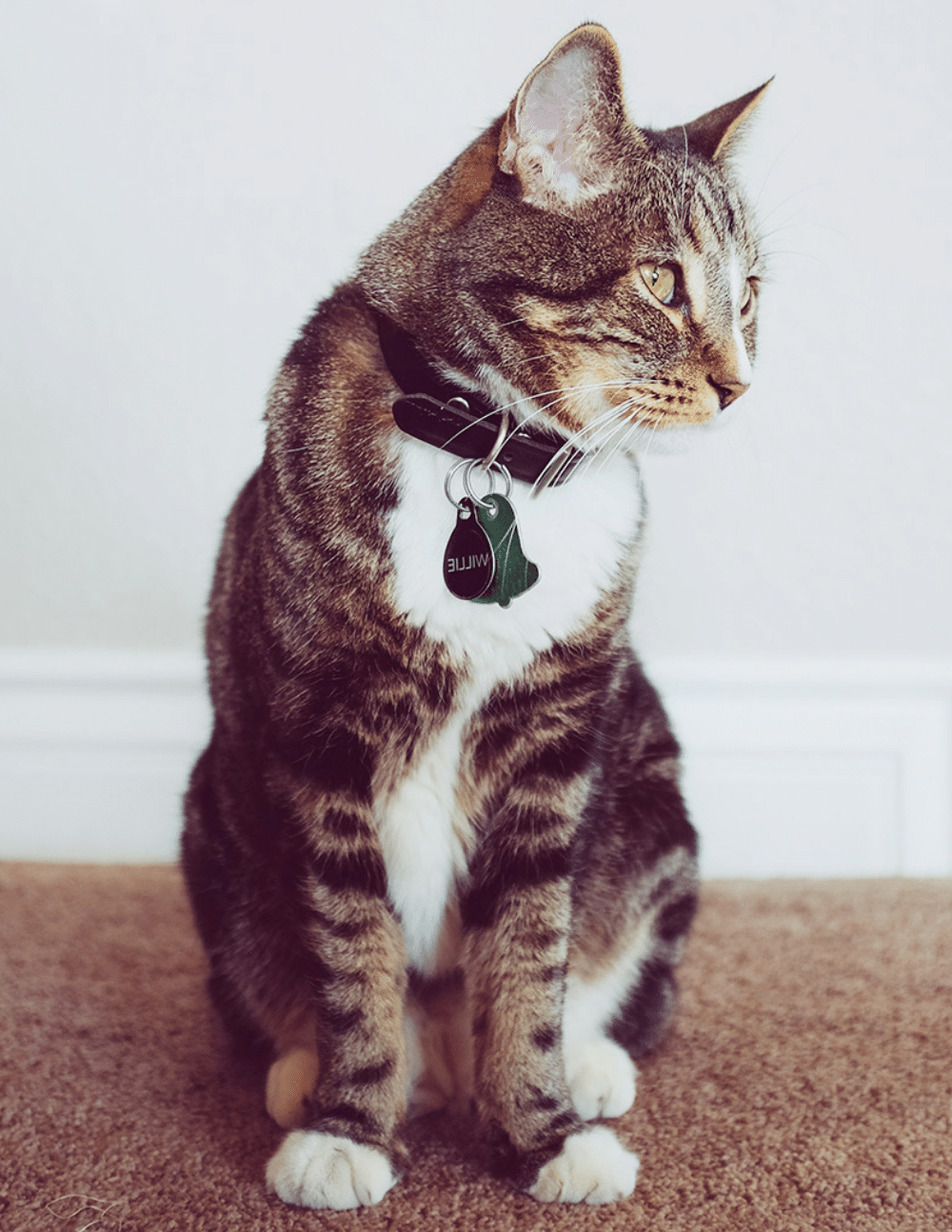cat wearing collar