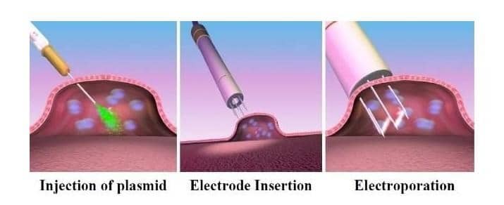 Electroporation graphics