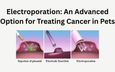 Electroporation: An Advanced Option for Treating Cancer in Pets