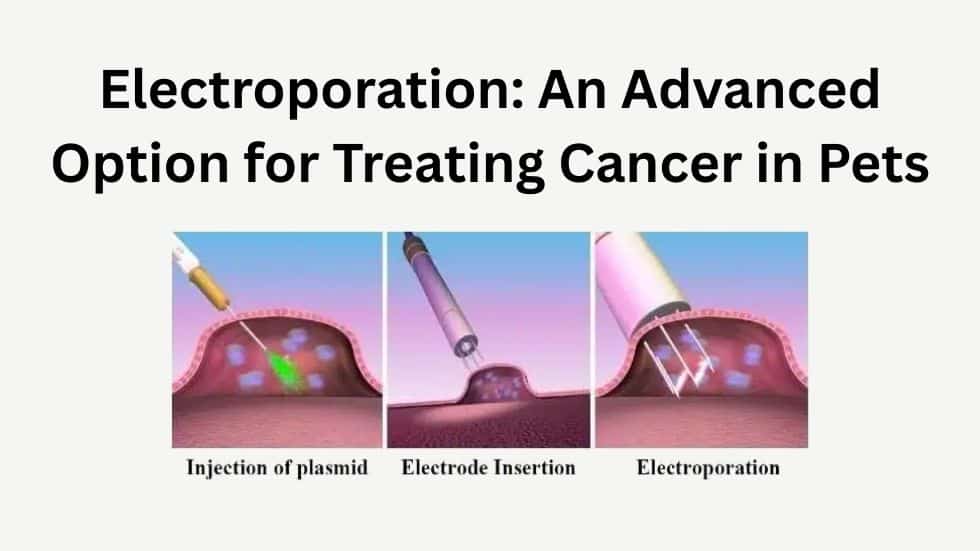 Electroporation