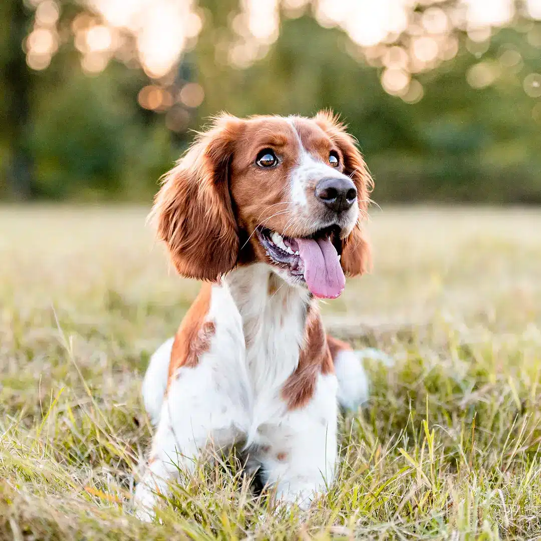 A brown dog stands proudly in a lush green field