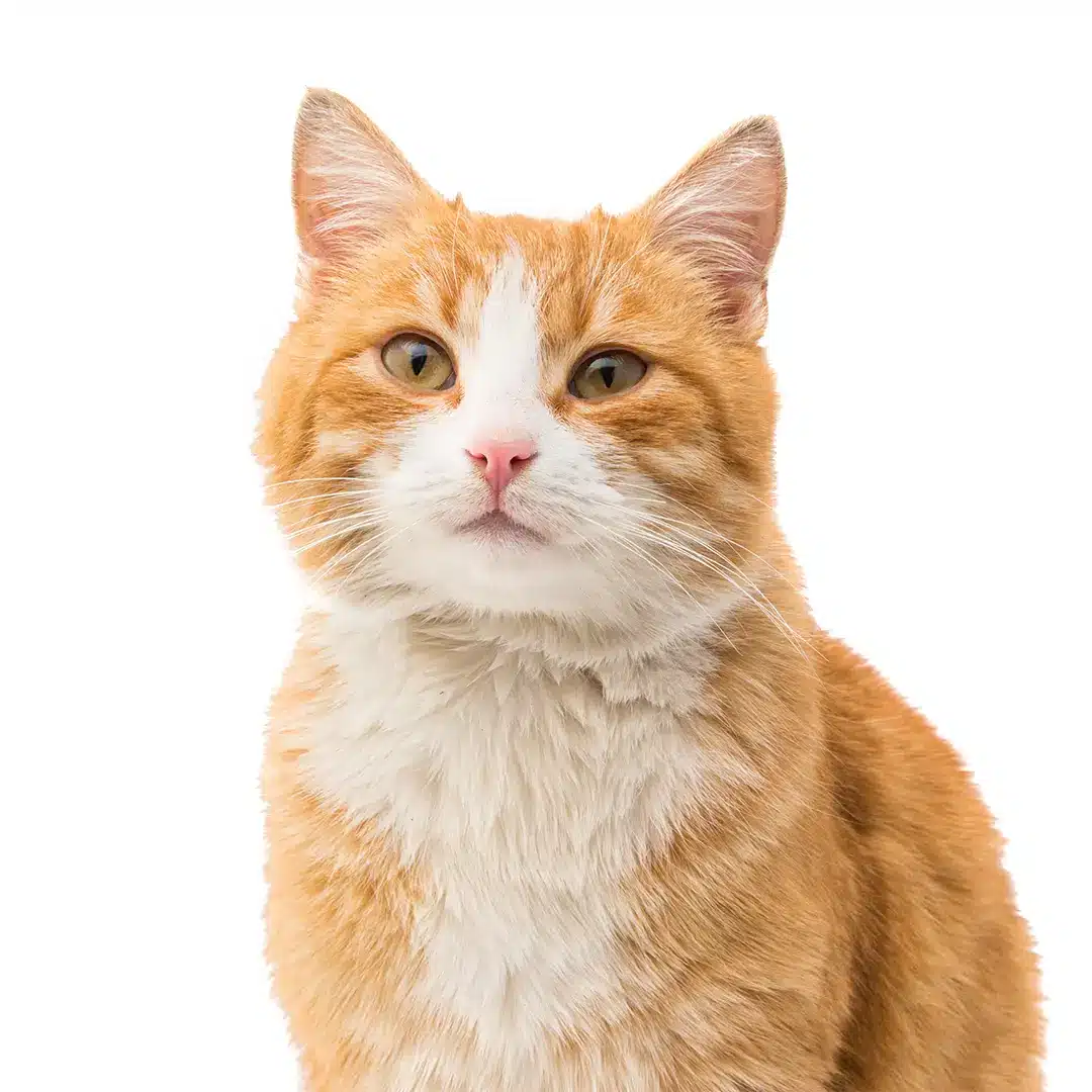 A cat sitting beside a blue litter box